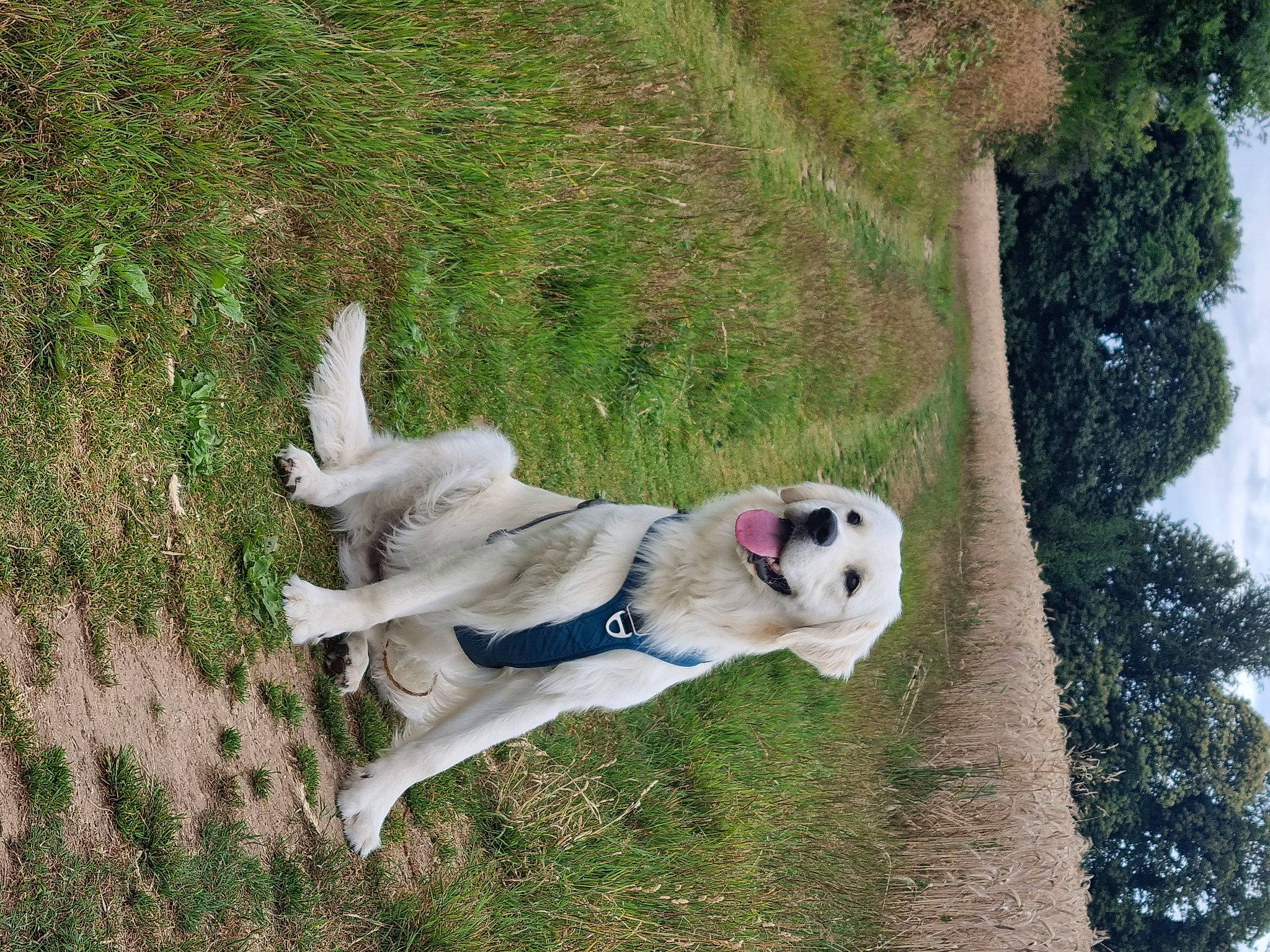 Tetsu a rejoint le concours — aidez-le/la à gagner de superbes lots ! adventure, canidae, carnivore, collar, companion_dog, dog, dog_breed, dog_collar, dog_supply, fawn, grass, livestock_guardian_dog, pet_supply, plant, polish_tatra_sheepdog, sky, sporting_group, tail, tree, working_animal