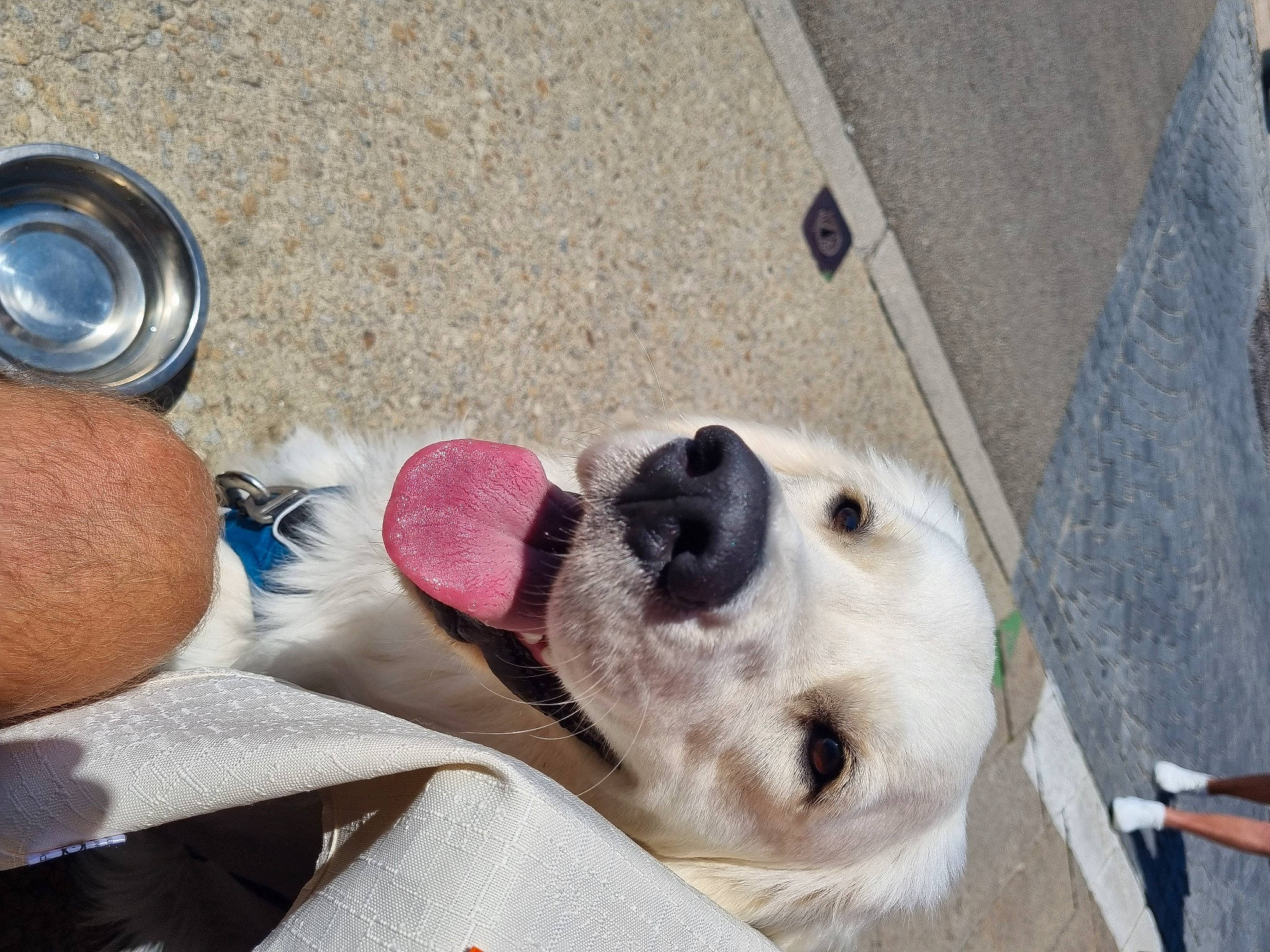 Tetsu participe au concours pour gagner de l'argent avec cette photo : canidae, carnivore, collar, comfort, companion_dog, dog, dog_breed, dog_supply, eyewear, fawn, flooring, fur, paw, pet_supply, snout, sporting_group, stuffed_toy, toy, whiskers, working_animal