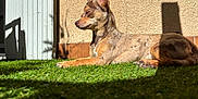 Ullya participe au concours pour gagner de l'argent avec cette photo : dog, animal, grass, sunlight, shadow, outdoor, pet, relaxing, brown, wall, door, ears, paws, fur, side_view, daylight, nature, resting, calm, canine