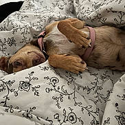 Ullya participe au concours pour gagner de l'argent avec cette photo : dog, pet, blanket, floral_pattern, cozy, resting, pink_harness, fur, sleepy, indoor, paw, cute, animal, small_dog, bed, comfort, lying_down, relaxed, canine, sleep