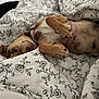dog, pet, blanket, floral_pattern, cozy, resting, pink_harness, fur, sleepy, indoor, paw, cute, animal, small_dog, bed, comfort, lying_down, relaxed, canine, sleep