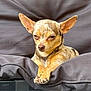 dog, chihuahua, small_dog, spotted_fur, pet, animal, cushion, chair, indoor, resting, cute, relaxed, fur, ears, paw, expression, sleepy, furniture, closeup, domestic