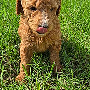 Bella joined the competition — help win amazing prizes! animal, backyard, brown_fur, canine, curly_coat, cute, dog, floppy_ears, grass, greenery, lawn, outdoor, pet, playful, portrait, puppy, standing, sunlight, tongue_out, white_fence