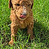 animal, backyard, brown_fur, canine, curly_coat, cute, dog, floppy_ears, grass, greenery, lawn, outdoor, pet, playful, portrait, puppy, standing, sunlight, tongue_out, white_fence