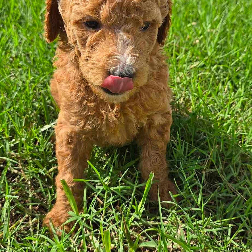 Bella