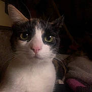 Sienna joined the competition — help win amazing prizes! black_fur, blanket, calico, cat, close_up, cozy, curious, cute, feline, green_eyes, indoor, low_light, mammal, nose, pet, pink_nose, portrait, staring, whiskers, white_fur