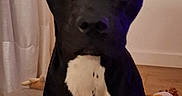 Titus a rejoint le concours — aidez-le/la à gagner de superbes lots ! black_dog, blanket, close_up, companion, cozy, curtain, dog, dog_bed, ears, floor, indoor, looking_at_camera, low_light, muzzle, pet, plush_toy, portrait, watermark_small, white_chest_patch, wooden_floor