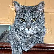 Yolanda joined the competition — help win amazing prizes! cat, gray_tabby, feline, pet, animal, portrait, close_up, sitting, resting, crossed_paws, green_eyes, whiskers, ears, fur, striped, wooden_surface, indoor, serious_expression, looking_at_camera, cute