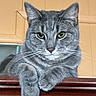 cat, gray_tabby, feline, pet, animal, portrait, close_up, sitting, resting, crossed_paws, green_eyes, whiskers, ears, fur, striped, wooden_surface, indoor, serious_expression, looking_at_camera, cute