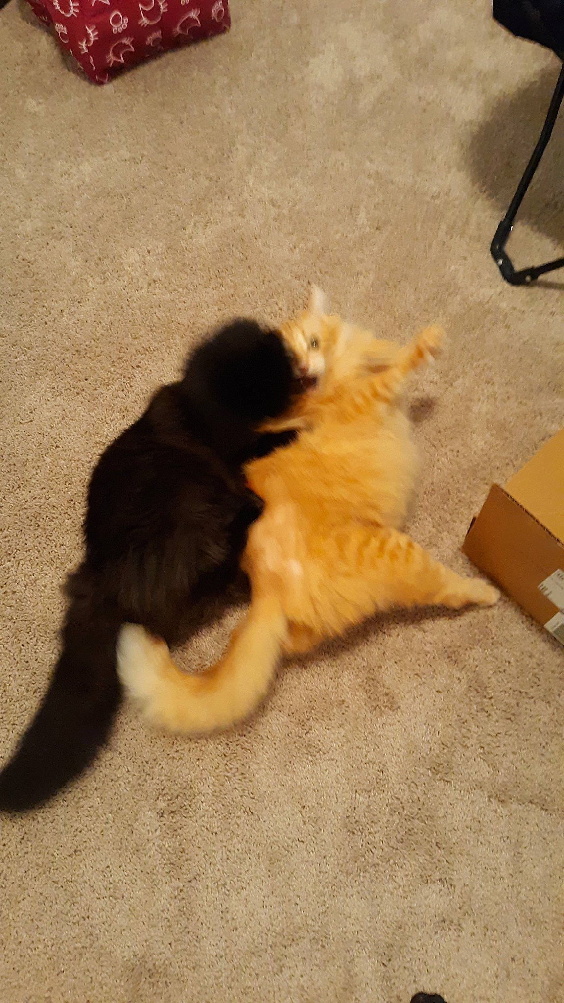 Edwardo is registered to the contest to win money with this photo: canidae, carnivore, cat, claw, dog_breed, fawn, felidae, fur, kitten, paw, persian, polydactyl_cat, small_to_medium_sized_cats, sporting_group, tail