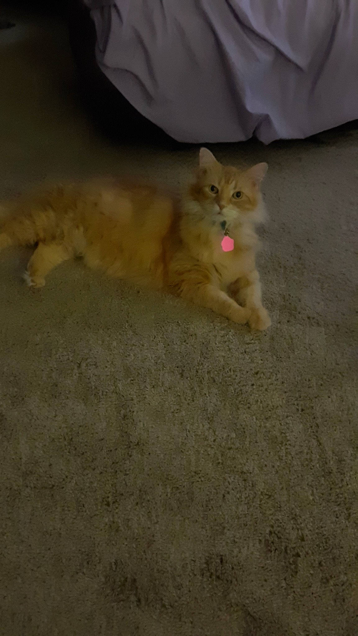 Edwardo is registered to the contest to win money with this photo: carnivore, cat, domestic_short_haired_cat, european_shorthair, eye, fawn, felidae, floor, flooring, fur, kitten, paw, polydactyl_cat, skin, small_to_medium_sized_cats, snapshot, snout, tail, whiskers