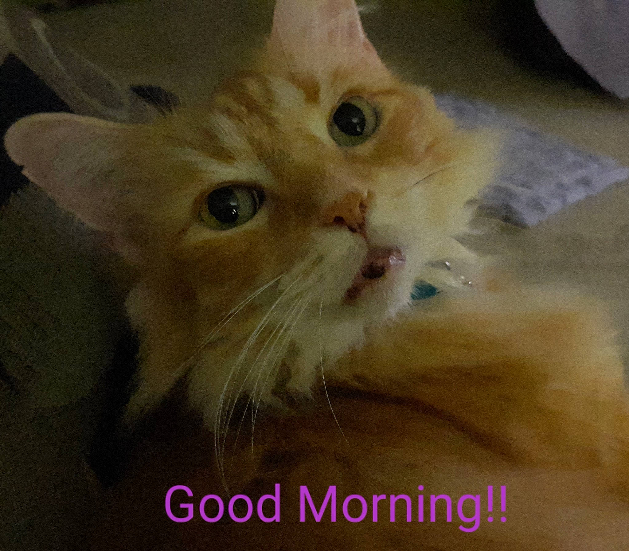 Edwardo joined the competition — help win amazing prizes! asian, asian_semi_longhair, carnivore, cat, domestic_long_haired_cat, eye, fawn, felidae, fur, kitten, mammal, munchkin, napoleon_cat, persian, photo_caption, polydactyl_cat, ragamuffin, small_to_medium_sized_cats, snout, whiskers