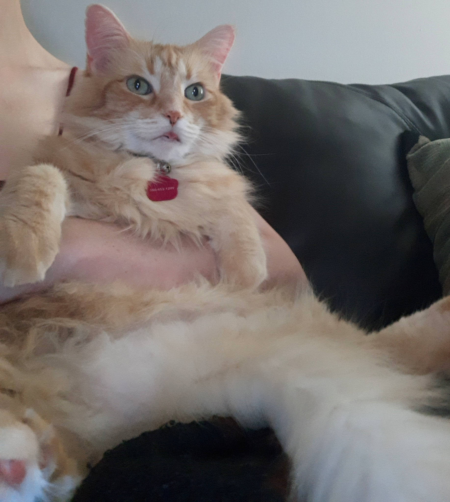 Edwardo is registered to the contest to win money with this photo: asian, asian_semi_longhair, british_semi_longhair, carnivore, cat, domestic_long_haired_cat, felidae, fur, maine_coon, mammal, norwegian_forest_cat, oriental_longhair, paw, ragamuffin, ragdoll, small_to_medium_sized_cats, turkish_angora, turkish_van, vertebrate, whiskers