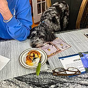 Georgette joined the competition — help win amazing prizes! dog, indoor, table, food, pastry, plate, knife, person, blue_sweatshirt, chair, glasses, papers, granite_countertop, curly_fur, black_and_white, resting_head, waiting, kitchen, home, window