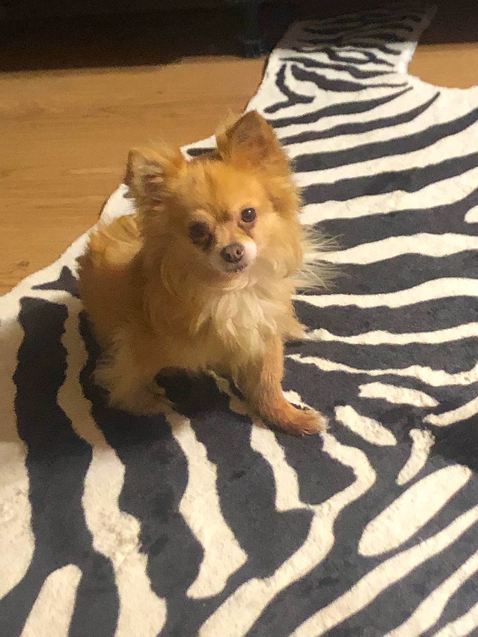 Dylan participe au concours pour gagner de l'argent avec cette photo : canidae, carnivore, companion_dog, dog, dog_breed, dog_supply, fawn, fur, german_spitz, german_spitz_klein, german_spitz_mittel, pomeranian, snout, spitz, sporting_group, tail, toy_dog, volpino_italiano, whiskers, working_animal