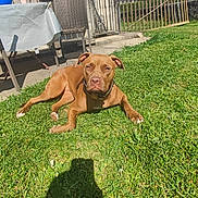 Naya participe au concours pour gagner de l'argent avec cette photo : backyard, brown_dog, canine, chair, daytime, dog, fence, flower, gate, grass, house, lawn, nature, outdoor, patio, pet, relaxed, shadow, sunny, table