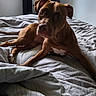 animal, bed, bedroom, blanket, brown_dog, canine, comfort, curious, dog, domestic_animal, ears, fur, indoor, laying_down, light, looking, pet, resting, shadow, snout