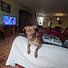 Naya a rejoint le concours — aidez-le/la à gagner de superbes lots ! brown_dog, coffee_table, couch, dog, furniture, home_interior, indoor, lamp, living_room, painting, pet, red_sofa, relaxed, remote_control, slippers, television, tile_floor, white_blanket, window, wooden_cabinet