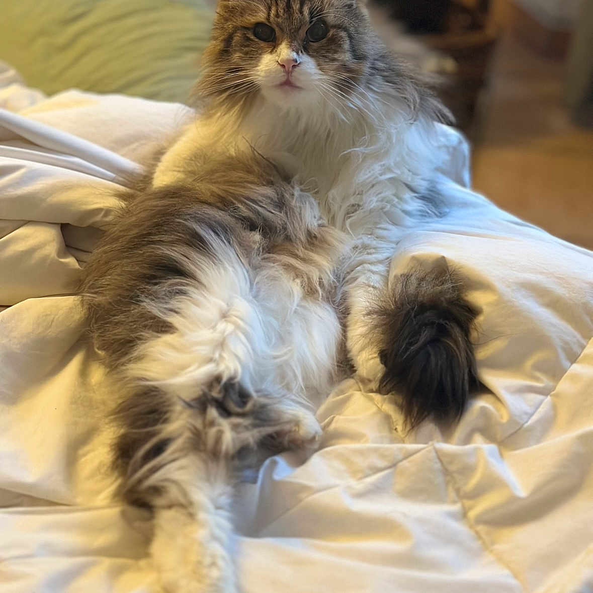 Oscar a rejoint le concours — aidez-le/la à gagner de superbes lots ! animal, bed, blanket, brown, cat, comfort, cozy, cute, ears, feline, fluffy, indoor, long_hair, lying_down, pet, relaxed, tabby, tail, whiskers, white