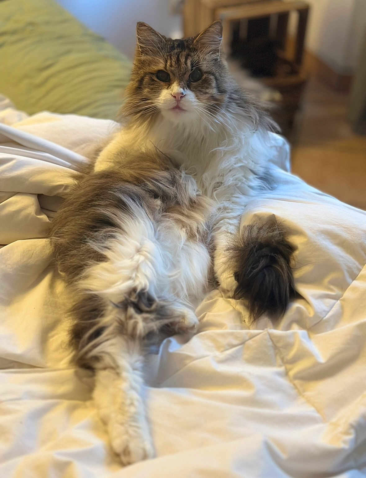 Oscar a rejoint le concours — aidez-le/la à gagner de superbes lots ! cat, fluffy, long_hair, white, brown, tabby, pet, animal, indoor, bed, blanket, relaxed, lying_down, feline, cute, whiskers, ears, tail, comfort, cozy