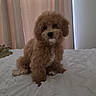Hinata joined the competition — help win amazing prizes! puppy, dog, curly_fur, brown_fur, sitting, bed, bedroom, blanket, curtains, indoors, pet, companion_animal, fluffy, small_dog, portrait, front_view, black_nose, dark_eyes, cozy, home