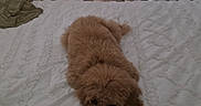 Hinata joined the competition — help win amazing prizes! dog, puppy, fluffy, brown, curly_coat, lying_down, bed, bedroom, blanket, bedding, indoors, home, curtains, window, cozy, sleeping, resting, small_dog, pet, portrait