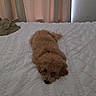 dog, puppy, fluffy, brown, curly_coat, lying_down, bed, bedroom, blanket, bedding, indoors, home, curtains, window, cozy, sleeping, resting, small_dog, pet, portrait