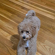 Hinata is registered to the contest to win money with this photo: dog, puppy, fluffy, curly_coat, small_dog, toy_dog, brown_fur, white_chest, sitting, indoors, hardwood_floor, home, pet, portrait, looking_at_camera, tail, paws, blanket, dog_toy, furniture
