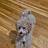 dog, puppy, fluffy, curly_coat, small_dog, toy_dog, brown_fur, white_chest, sitting, indoors, hardwood_floor, home, pet, portrait, looking_at_camera, tail, paws, blanket, dog_toy, furniture