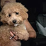 Hinata is registered to the contest to win money with this photo: puppy, dog, apricot_fur, fluffy, curly_fur, pet, animal, portrait, car, vehicle, interior, passenger_seat, cuddling, person, hands, ring, closeup, adorable, dark_background, photography