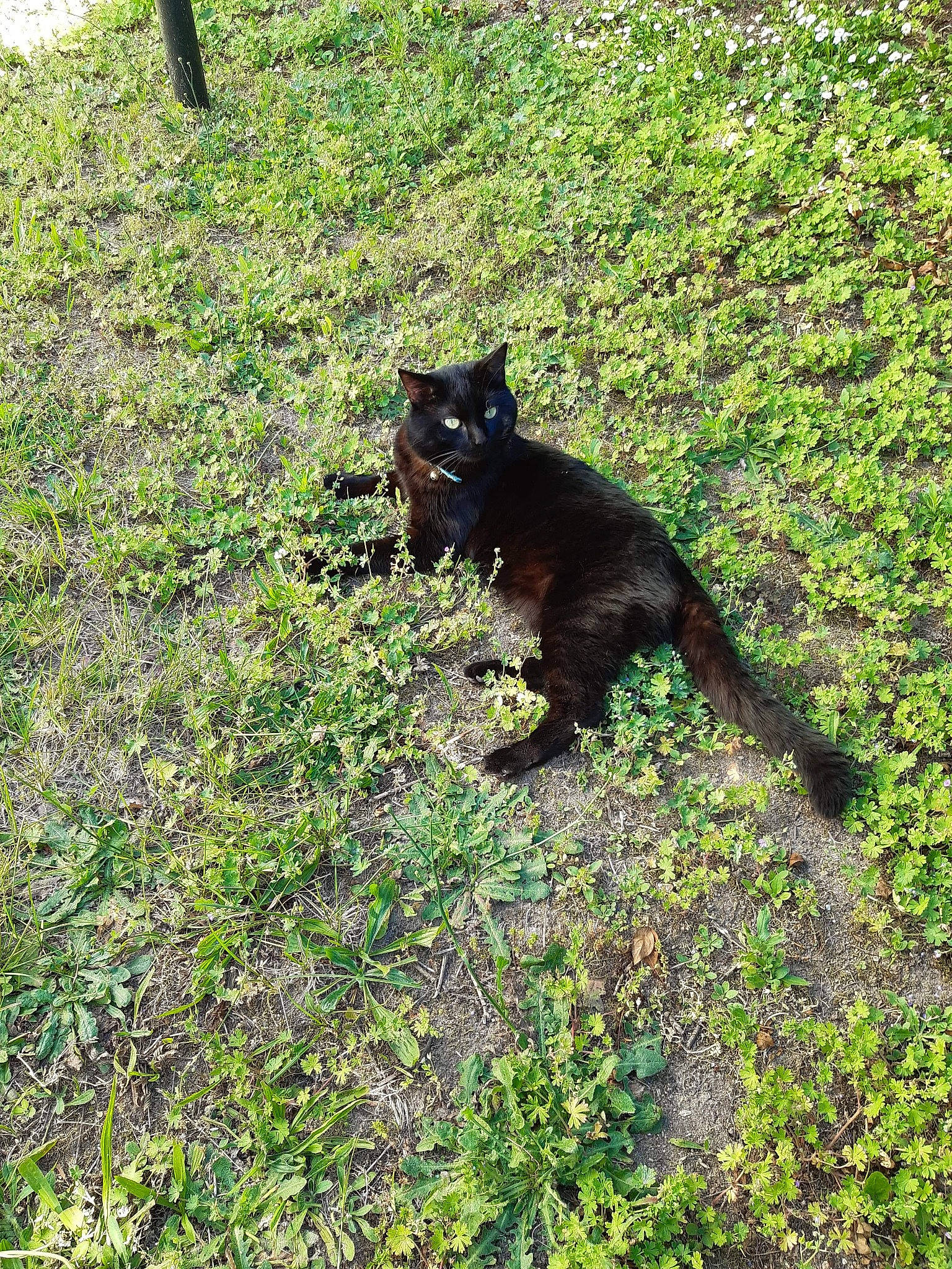 Opium participe au concours pour gagner de l'argent avec cette photo : black_cat, bombay, carnivore, cat, domestic_short_haired_cat, felidae, grass, lawn, plant, small_to_medium_sized_cats, tail, wild_cat