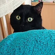 Opium participe au concours pour gagner de l'argent avec cette photo : black_cat, cat, indoor, blanket, blue_blanket, curious, wide_eyes, furniture, books, wooden_cabinet, text_overlay, video_pause, household, pet, cozy, close_up, fur, animal, domestic_cat, peek