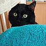 black_cat, cat, indoor, blanket, blue_blanket, curious, wide_eyes, furniture, books, wooden_cabinet, text_overlay, video_pause, household, pet, cozy, close_up, fur, animal, domestic_cat, peek