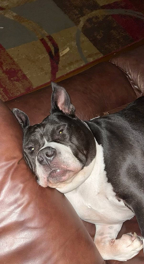 Mac joined the competition — help win amazing prizes! boston_terrier, bulldog, canidae, carnivore, collar, comfort, companion_dog, dog, dog_breed, ear, fawn, french_bulldog, molosser, snout, sporting_group, terrestrial_animal, toy_dog, whiskers, working_animal, wrinkle