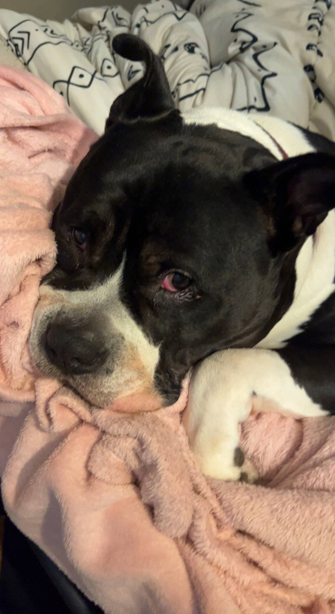 Mac is registered to the contest to win money with this photo: boston_terrier, canidae, carnivore, comfort, companion_dog, dog, dog_breed, ear, fawn, mammal, non_sporting_group, puppy, puppy_love, snout, sporting_group, toy_dog, whiskers, working_animal