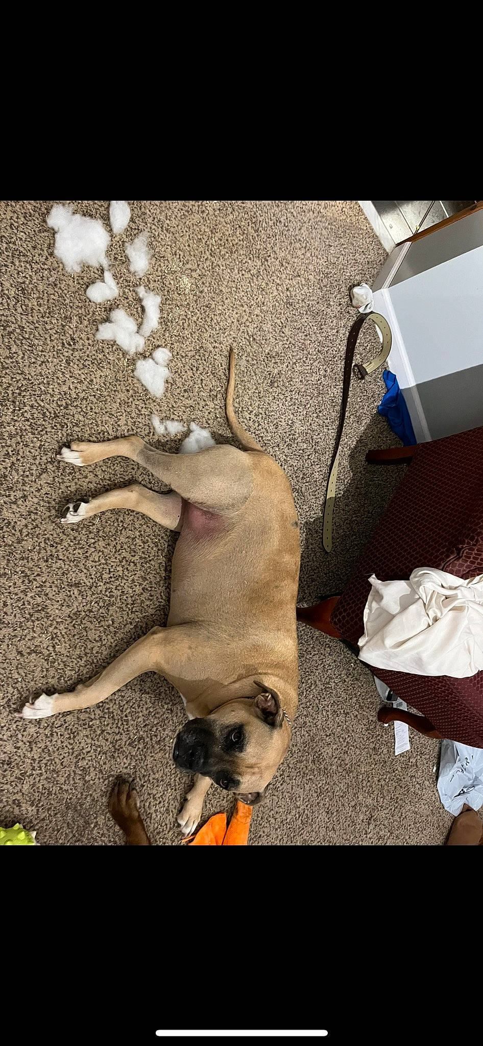 Piper joined the competition — help win amazing prizes! canidae, carnivore, comfort, companion_dog, dog, dog_breed, fawn, non_sporting_group, paw, pet_supply, shadow, snout, sporting_group, tail, working_animal