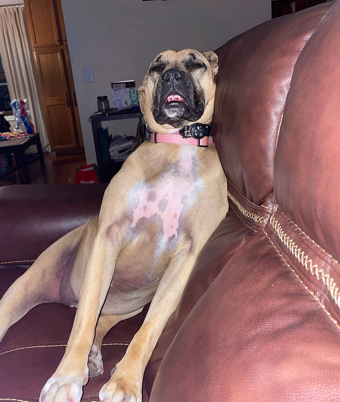 Piper joined the competition — help win amazing prizes! canidae, carnivore, chest, collar, comfort, companion_dog, dog, dog_breed, dog_collar, door, fawn, fur, human_leg, snout, sporting_group, thigh, toy_dog, trunk, working_animal, wrinkle