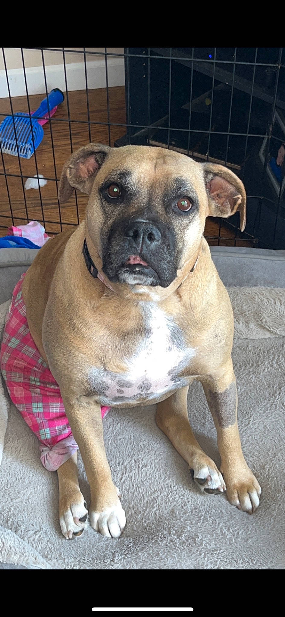 Piper joined the competition — help win amazing prizes! ancient_dog_breeds, bored, canidae, carnivore, collar, companion_dog, dog, dog_breed, dog_collar, fawn, molosser, non_sporting_group, pet_supply, snout, sporting_group, terrestrial_animal, whiskers, working_animal, working_dog, wrinkle