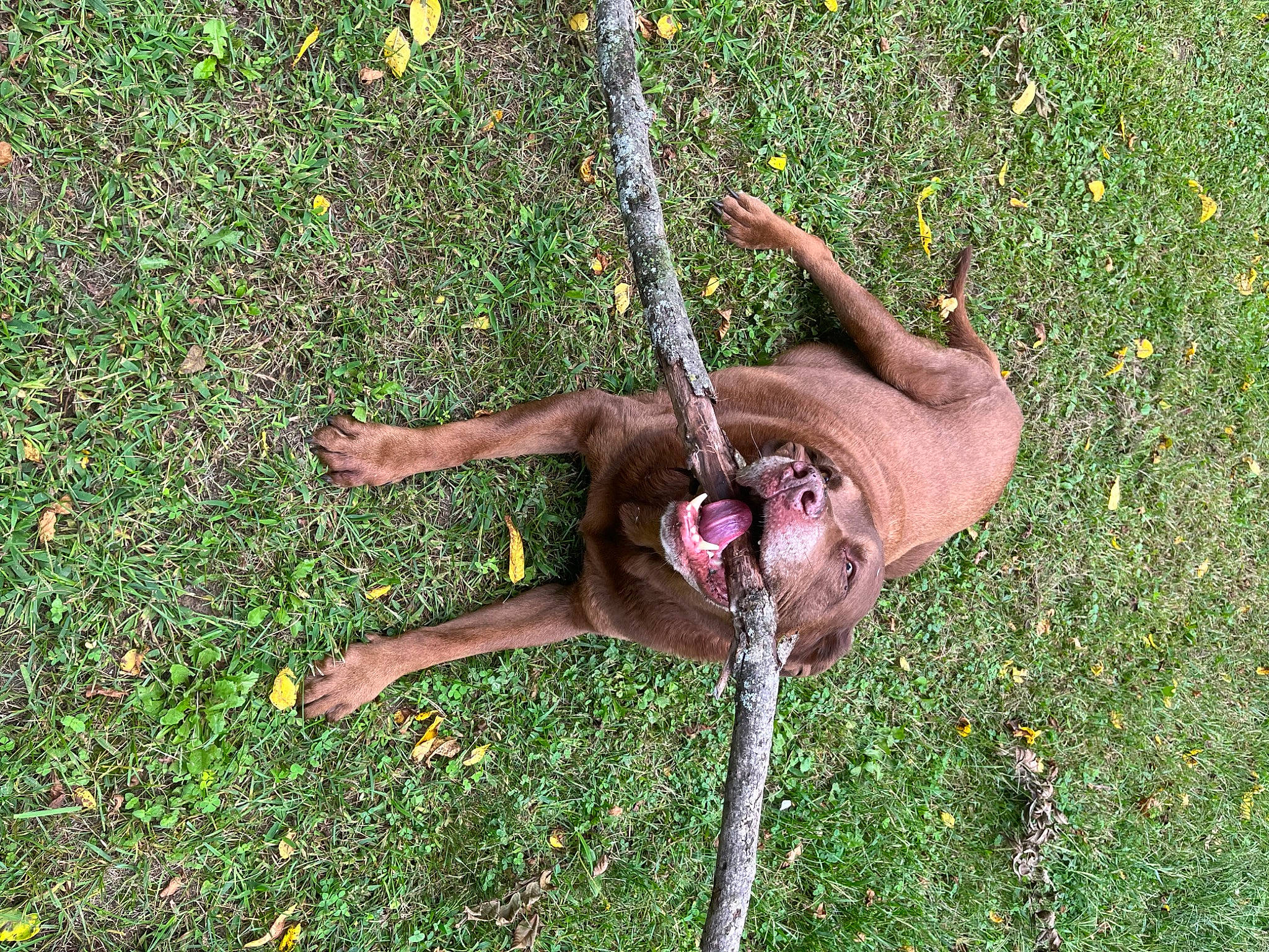 Alex is registered to the contest to win money with this photo: adventure, balance, canidae, dog, dog_breed, elbow, fawn, fun, grass, grass_family, groundcover, lawn, leash, people_in_nature, plant, recreation, tail, terrestrial_animal, working_animal, wrist