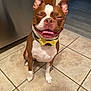 animal, bow_tie, brown, canine, companion, cute, dog, domestic_animal, ears_up, floor, happy, indoor, kitchen, pet, playful, sitting, smiling, tile_floor, tongue_out, white