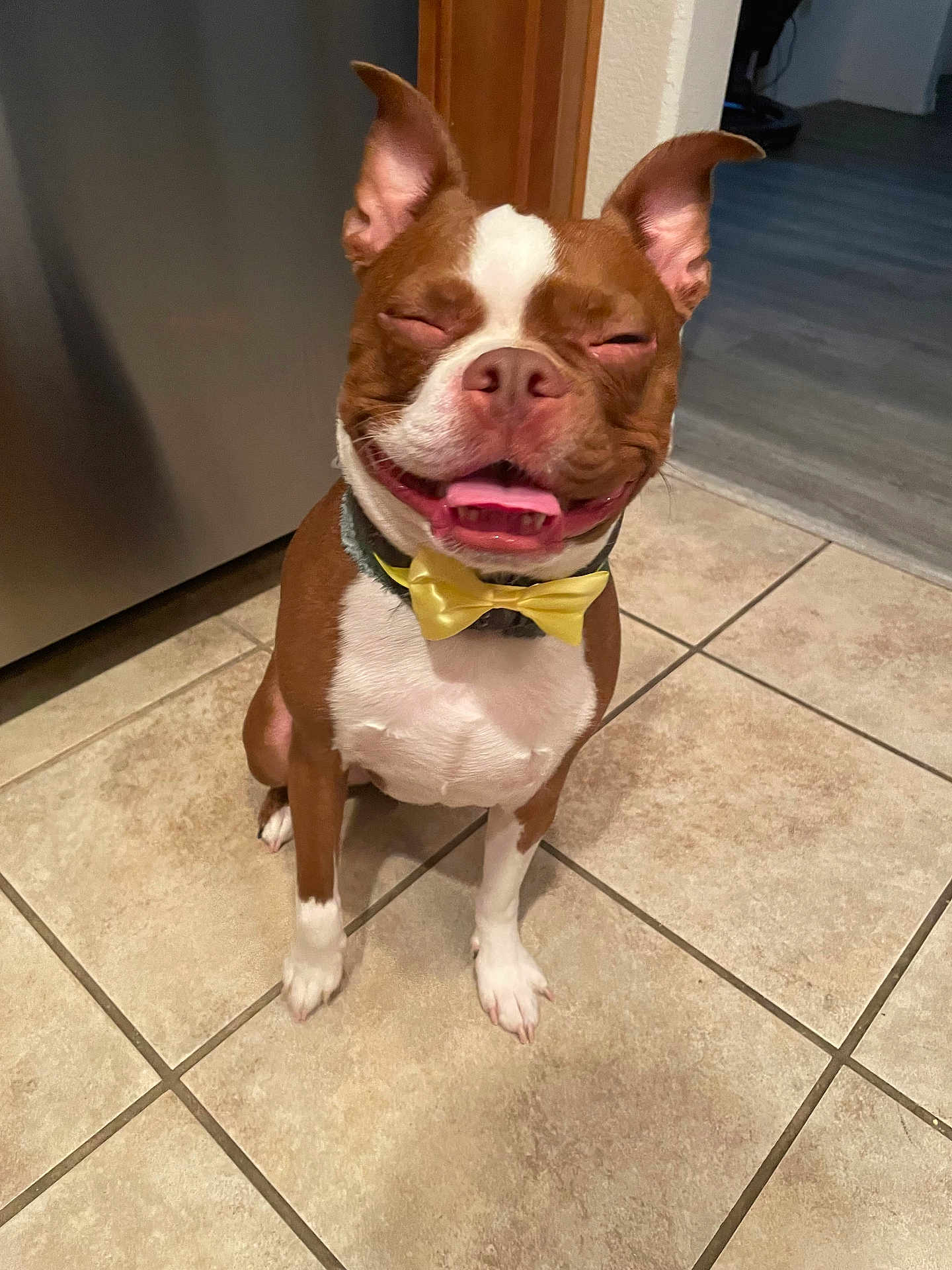 Roosevelt joined the competition — help win amazing prizes! animal, bow_tie, brown, canine, companion, cute, dog, domestic_animal, ears_up, floor, happy, indoor, kitchen, pet, playful, sitting, smiling, tile_floor, tongue_out, white