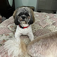 Vern joined the competition — help win amazing prizes! animal, bed, blanket, canine, collar, comfort, cozy, cute, dog, domestic, fluffy, fur, furniture, home, indoor, lying_down, pattern, pet, resting, room