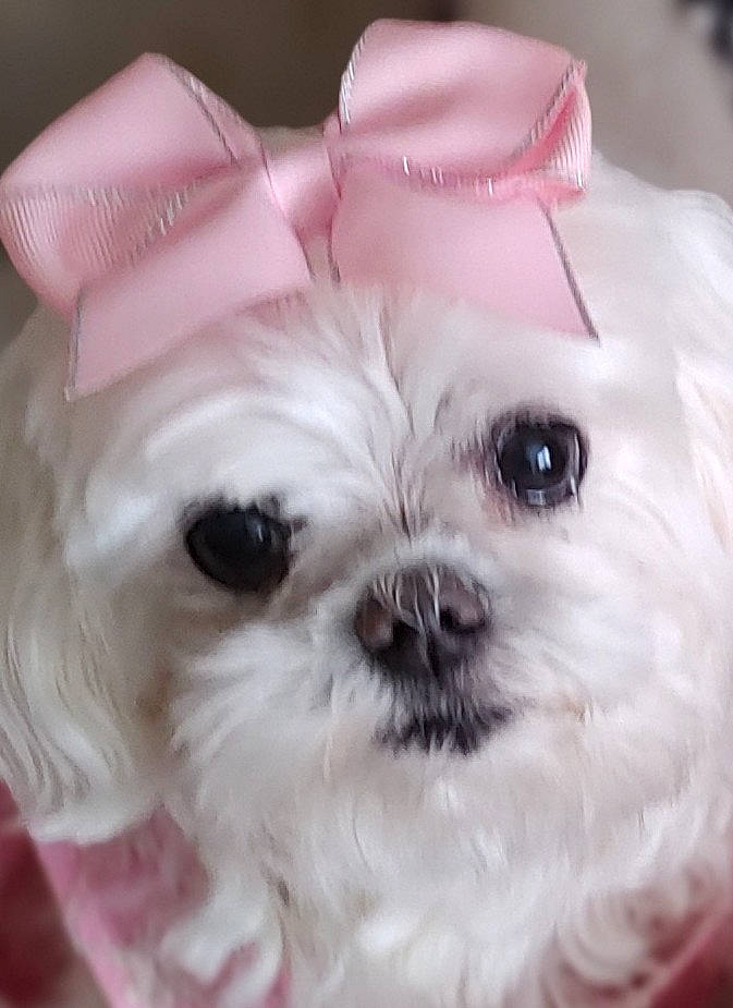 Poppy is registered to the contest to win money with this photo: canidae, carnivore, companion_dog, dog, dog_breed, dog_supply, ear, eye, fawn, fur, head, liver, maltepoo, shih_tzu, small_terrier, snout, terrestrial_animal, terrier, toy_dog, working_animal