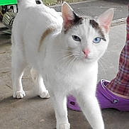 Milo joined the competition — help win amazing prizes! cat, white_cat, heterochromia, blue_eye, green_eye, paw, concrete_floor, indoor, garage, person, footwear, purple_crocs, plaid_pants, pet, animal, walking, curious, whiskers, tail, close_up