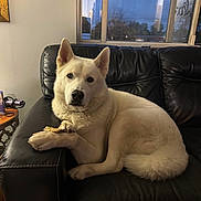 Moose joined the competition — help win amazing prizes! dog, white_dog, pet, indoor, couch, leather_couch, paw, treat, window, evening, calm, relaxed, fur, animal, companion, house, living_room, resting, looking_at_camera, domestic