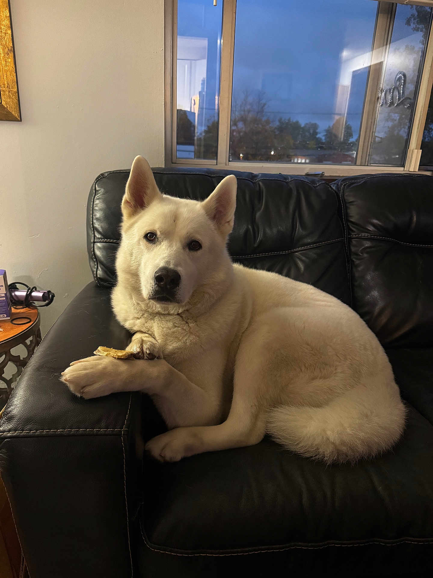 Moose joined the competition — help win amazing prizes! dog, white_dog, pet, indoor, couch, leather_couch, paw, treat, window, evening, calm, relaxed, fur, animal, companion, house, living_room, resting, looking_at_camera, domestic