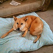 Princess joined the competition — help win amazing prizes! animal, brown, canine, carpet, comfort, couch, cozy, cute, dog, domestic, floor, furniture, home, indoor, living_room, pet, pillow, relaxed, resting, tan
