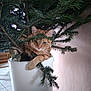 cat, orange_tabby, plant, pine_tree, planter, indoor, tile_floor, curious, pet, feline, greenery, branch, leaf, animal, domestic, cozy, home, resting, paw, cute