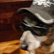 Reliey is registered to the contest to win money with this photo: dog, hat, sunglasses, indoor, blurry, pet, animal, wooden_floor, accessory, brown, fur, closeup, cool, funny, blur, shadow, headwear, canine, portrait, casual