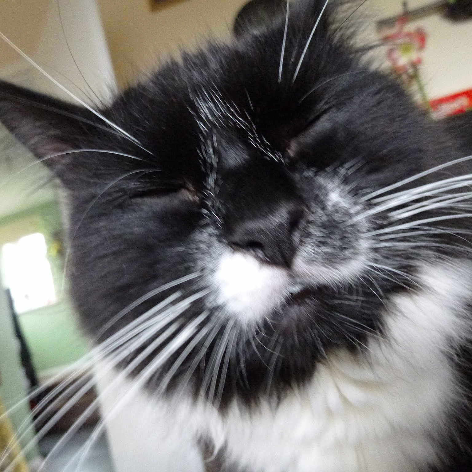 Mr Cat